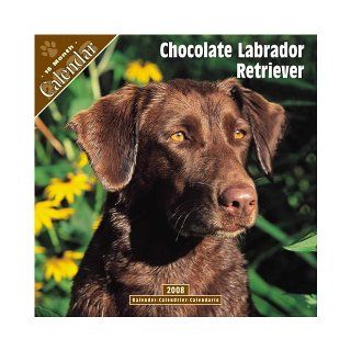 chocolate Labrador Retriever 2008 Wall Calendar: Pet Prints: 9781846622670: Books