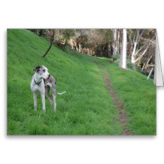 Dog by green path greeting cards