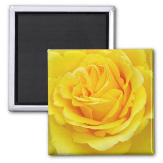 Beautiful Yellow Rose Closeup Magnet