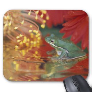Frog and reflections among flowers. Credit as Mousepads