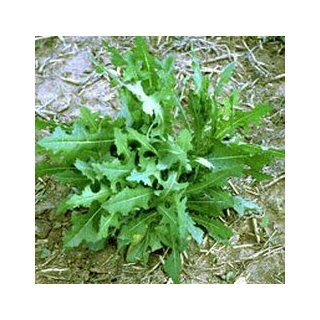 Wild Lettuce (Lactuca virosa) Dried Leaf : Vegetable Plants : Patio, Lawn & Garden