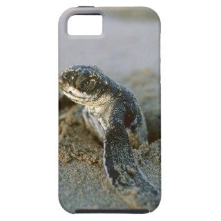 Turtle First Break Costa Rica iPhone 5/5S Cases