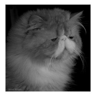 Black and White Photography of a Persian Cat Print