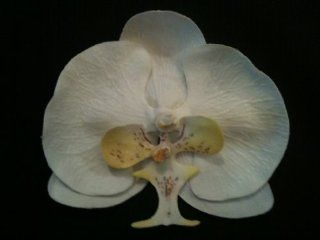 White Realistic Phalaenopsis Orchid Flower Hair Clip : Beauty
