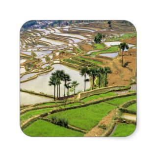 Asia, China, Yunnan, Honghe.  Rice terraces near Stickers