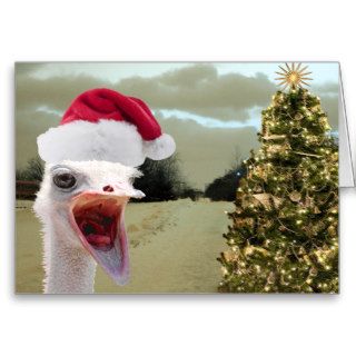 Ostrich Gets Excited Over Christmas Greeting Cards
