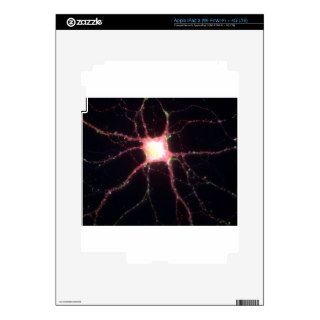 Hippocampal neurons 2 skins for iPad 3