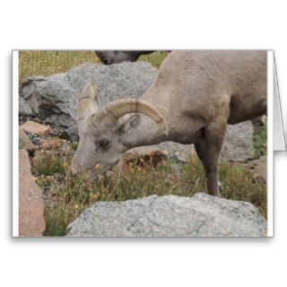 Rocky Mountain Big Horn Sheep Ram Greeting Cards