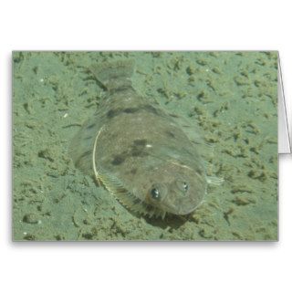 Dover Sole Fish Greeting Card