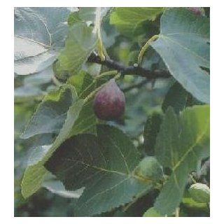 Brown Turkey Fig Fruit Tree Ficus carica NO SHIPPING TO CA, AZ, AK, HI, OR or WA PER YOUR STATE LAWS : Patio, Lawn & Garden