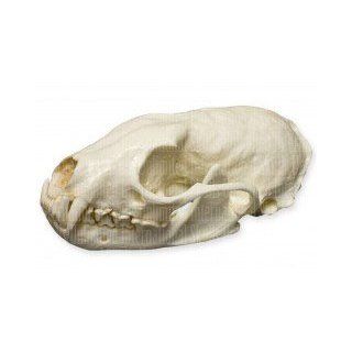American Marten Skull (Teaching Quality Replica): Industrial & Scientific