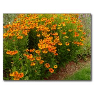 Orange Zinnia Flowers Post Card