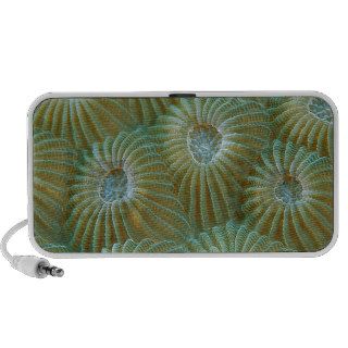 Fish Hard Coral Polyps Taveuni Fiji Travelling Speaker