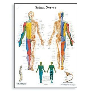 3B Scientific Glossy Paper Spinal Nerves Anatomical Chart: Industrial & Scientific