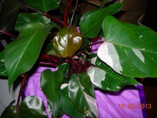 Philodendron 'Pink Princess' Variegated Rare Young Plant : Flowering Plants : Patio, Lawn & Garden