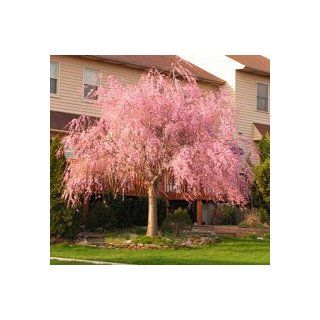 3 4 ft.   Pink Weeping Cherry Tree : Patio, Lawn & Garden