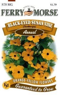 Ferry Morse 1779 Black Eyed Susan Annual Flower Seeds, Vine (870 Milligram Packet) (Discontinued by Manufacturer) : Rudbeckia Plants : Patio, Lawn & Garden
