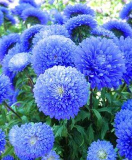 SD1255 Blue China Aster Seeds, Callistephus Seeds, 60 Days Money Back Guarantee (60 Seeds) : Flowering Plants : Patio, Lawn & Garden