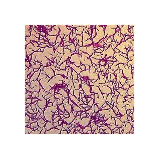 Bacillus megaterium (Typical Bacillus), w.m. Microscope Slide: Industrial & Scientific