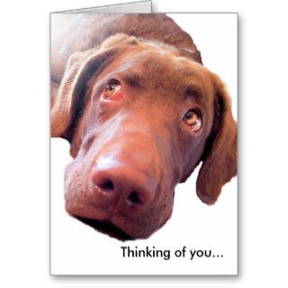 Chesapeake Bay Retriever, Thinking of youCards