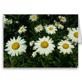 white daisy flowers happy birthday card