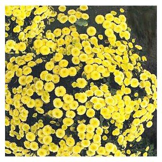 'Golden Ball' Feverfew   25 Plants   Matricaria : Flowering Plants : Patio, Lawn & Garden