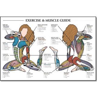 Exercise & Muscle Guide Female 24"x36" , Item Number MSCHRTEA, Sold Per EACH: Sports & Outdoors
