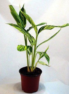 Variegated Ginger Plant   Alpinia   Spicy Fragrance : Flowers : Patio, Lawn & Garden
