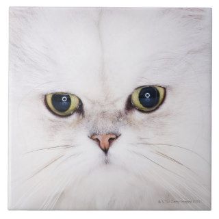 Studio shot of white Persian cat Ceramic Tile