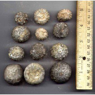 Bulk Fossil   Sea Urchin   1 lb   30+ pieces from Dinosaurs Rock: Industrial & Scientific