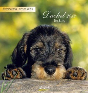 Dackel, Teckels 2012 Postkartenkalender: Bücher