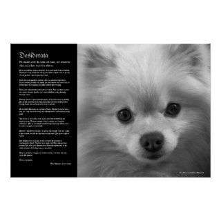 Desiderata   Fine Art Pomeranian Puppy Posters