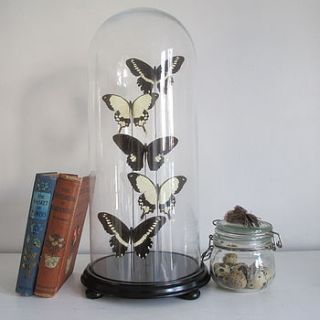 vintage style glass dome and butterflies by anderson masters