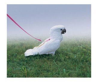 Premier Feather Tether Bird Harness, Petite, Electric Lime : Pet Leashes : Pet Supplies