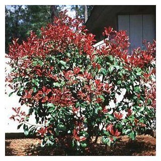 PHOTINIA RED TIP / 3 gallon Potted  Plants  Patio, Lawn & Garden