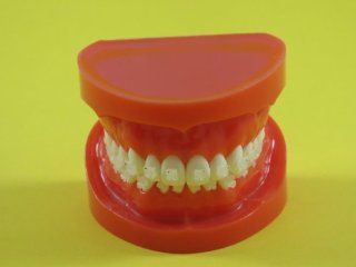 Dental Model Anatomy Typodont Orthodontic Ceramic Brackets Roth TYPODONT5 ANGELUS : Other Products : Everything Else