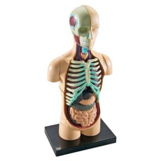 Learning Resources Human Anatomy Model   Body