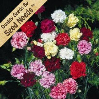 100 Flower Seeds, Carnation "Grenadin Double Mixture" (Dianthus caryophyllus) Seeds By Seed Needs : Dianthus Plants : Patio, Lawn & Garden