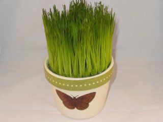 Artificial Wheatgrass in Butterfly Printed Ceramic Pot   Artificial Plants