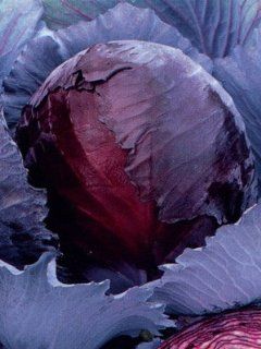 Cabbage Red Express D2076 (Red) 100 Organic Seeds by David's Garden Seeds : Vegetable Plants : Patio, Lawn & Garden