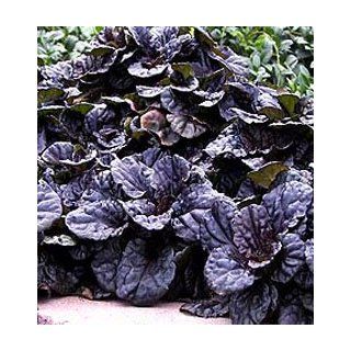Mahogany Bugleweed Ajuga Ground Cover Plants (1 order contains 2 potted plants) : Vine Plants : Patio, Lawn & Garden