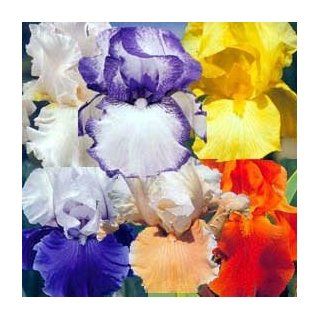 12 Rhizome Collection: 6 Different Reblooming Irises : Iris Plants : Patio, Lawn & Garden