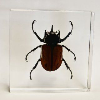Real Five Horned Rhino Beetle in Acrylic Block: Industrial & Scientific