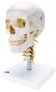 3B Scientific A20/1 Plastic 4 Part Human Skull Model on Cervical Spine, 7.9" x 5.3" x 6.1": Industrial & Scientific