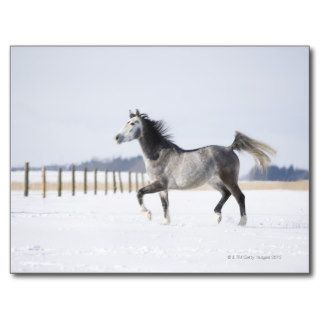 white horse in winter post card