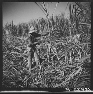 Photo: Cutting sugar cane. Near Ponce, Puerto Rico 1   Prints