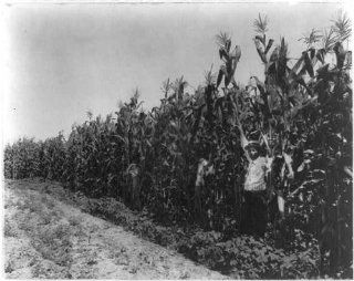 Photo: Corn crop, Lamb Fish Lumber Company's plantation near Charleston, Mississippi, MI   Prints