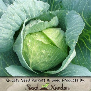 100 Seeds, Cabbage "Golden Acre" (Brassica oleracea) Seeds By Seed Needs : Vegetable Plants : Patio, Lawn & Garden