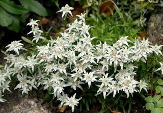 Edelweiss 100 Seeds Leontopodium alpinum Sound of Music : Flowering Plants : Patio, Lawn & Garden