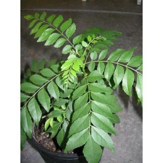 Curry Leaf Plant (Murraya koenigii) : Herb Plants : Patio, Lawn & Garden